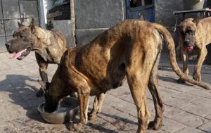虎皮狗是什么品种(虎皮柿子是什么品种)-警犬训练器材厂家 _警犬训练用品_工作犬训练用品-南京开久警犬装备