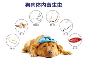 宠物店是怎么给狗狗做驱虫-警犬训练器材厂家 _警犬训练用品_工作犬训练用品-南京开久警犬装备