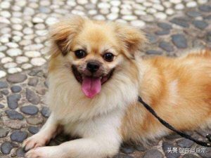 北京犬的犬种标准(北京犬FCI标准)-警犬训练器材厂家 _警犬训练用品_工作犬训练用品-南京开久警犬装备