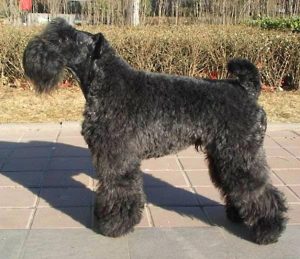 凯利蓝梗是爱尔兰国犬-警犬训练器材厂家 _警犬训练用品_工作犬训练用品-南京开久警犬装备