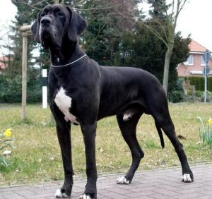 短毛大型犬有哪些品种常见的短毛大型犬有哪些-警犬训练器材厂家 _警犬训练用品_工作犬训练用品-南京开久警犬装备