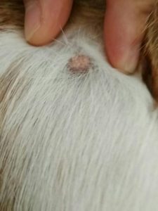 狗狗身上有个硬疙瘩(狗狗身上有个硬疙瘩几个月化脓)-警犬训练器材厂家 _警犬训练用品_工作犬训练用品-南京开久警犬装备