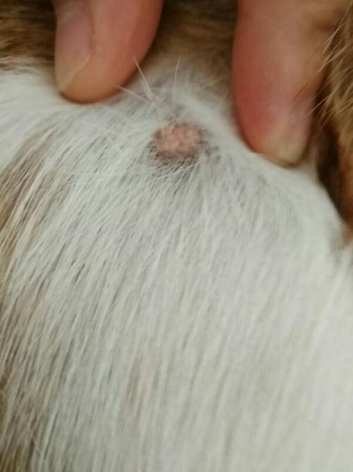 狗狗身上有个硬疙瘩(狗狗身上有个硬疙瘩几个月化脓) - 警犬训练器材厂家 _警犬训练用品_工作犬训练用品-南京开久警犬装备-警犬训练器材厂家 _警犬训练用品_工作犬训练用品-南京开久警犬装备