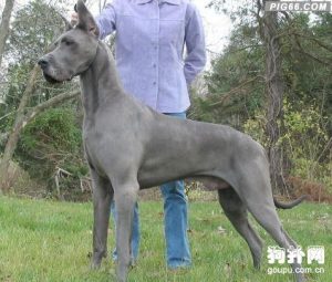 大丹犬是什么性格(大丹犬是什么狗)-警犬训练器材厂家 _警犬训练用品_工作犬训练用品-南京开久警犬装备