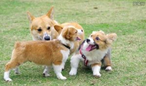 星期狗是什么意思(网上说的星期狗是什么意思)-警犬训练器材厂家 _警犬训练用品_工作犬训练用品-南京开久警犬装备