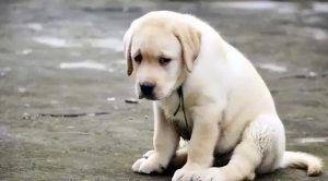 打狗打鼻子一招致命(怎么打狗一招致命)-警犬训练器材厂家 _警犬训练用品_工作犬训练用品-南京开久警犬装备