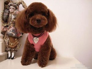 贵宾犬多少钱一只(金贵犬多少钱一只)-警犬训练器材厂家 _警犬训练用品_工作犬训练用品-南京开久警犬装备