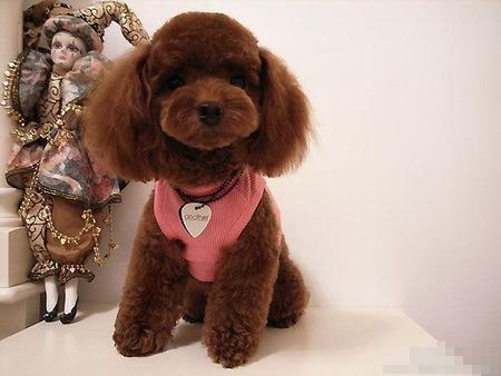 贵宾犬多少钱一只(金贵犬多少钱一只) - 警犬训练器材厂家 _警犬训练用品_工作犬训练用品-南京开久警犬装备-警犬训练器材厂家 _警犬训练用品_工作犬训练用品-南京开久警犬装备