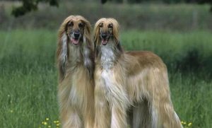 阿富汗猎犬到底有多笨-警犬训练器材厂家 _警犬训练用品_工作犬训练用品-南京开久警犬装备