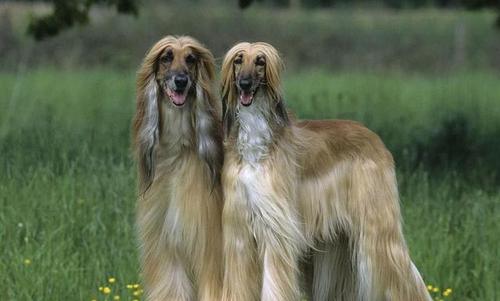 阿富汗猎犬到底有多笨 - 警犬训练器材厂家 _警犬训练用品_工作犬训练用品-南京开久警犬装备-警犬训练器材厂家 _警犬训练用品_工作犬训练用品-南京开久警犬装备