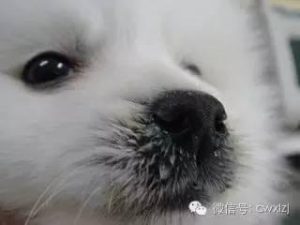 小狗犬瘟热吃什么药(犬瘟热吃什么药好得快)-警犬训练器材厂家 _警犬训练用品_工作犬训练用品-南京开久警犬装备