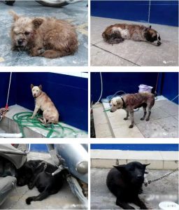 揭阳土狗市场_揭阳土狗 ***-警犬训练器材厂家 _警犬训练用品_工作犬训练用品-南京开久警犬装备