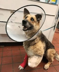 被自己家的狗狗锁住了(被自己家的狗狗锁住了问春雨医生)-警犬训练器材厂家 _警犬训练用品_工作犬训练用品-南京开久警犬装备