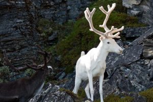 狗狗白化病的症状萌宠(狗狗白化病症状有哪些)-警犬训练器材厂家 _警犬训练用品_工作犬训练用品-南京开久警犬装备