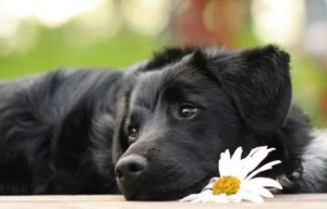 狗瘟的治疗(治疗狗瘟的特效药)-警犬训练器材厂家 _警犬训练用品_工作犬训练用品-南京开久警犬装备