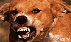 主人被自家宠物狗严重咬伤  主人被自家宠物狗严重咬伤怎么办-警犬训练器材厂家 _警犬训练用品_工作犬训练用品-南京开久警犬装备