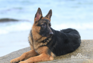 小狗狗拉稀了怎么办(小狗拉肚子怎么办)-警犬训练器材厂家 _警犬训练用品_工作犬训练用品-南京开久警犬装备