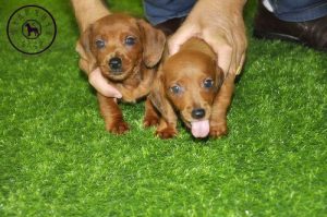 迷你腊肠犬(小型腊肠犬多少钱一只)-警犬训练器材厂家 _警犬训练用品_工作犬训练用品-南京开久警犬装备