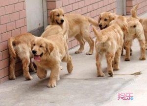 怎么养金毛犬(怎么养金毛犬?)-警犬训练器材厂家 _警犬训练用品_工作犬训练用品-南京开久警犬装备