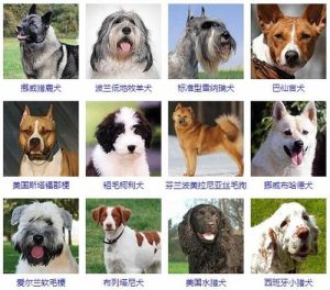 中型犬排行  中型犬品种大全 排名-警犬训练器材厂家 _警犬训练用品_工作犬训练用品-南京开久警犬装备