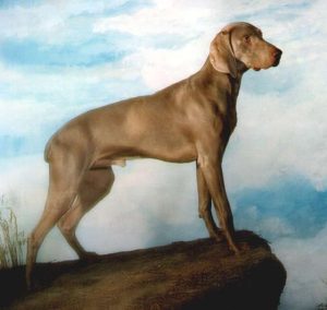 高品质魏玛犬-警犬训练器材厂家 _警犬训练用品_工作犬训练用品-南京开久警犬装备