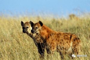 非洲人的宠物鬣狗萌宠(非洲人养鬣狗当宠物)-警犬训练器材厂家 _警犬训练用品_工作犬训练用品-南京开久警犬装备