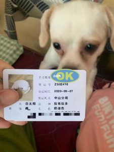 杭州拉布拉多犬办狗证(天津养拉布拉多犬能办狗证吗)-警犬训练器材厂家 _警犬训练用品_工作犬训练用品-南京开久警犬装备