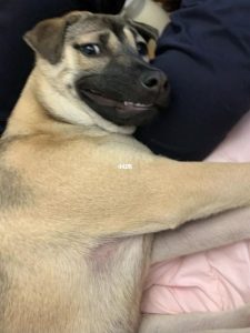 狗的东西比男朋友还大怎么办(狗的东西比男朋友还大怎么办)-警犬训练器材厂家 _警犬训练用品_工作犬训练用品-南京开久警犬装备