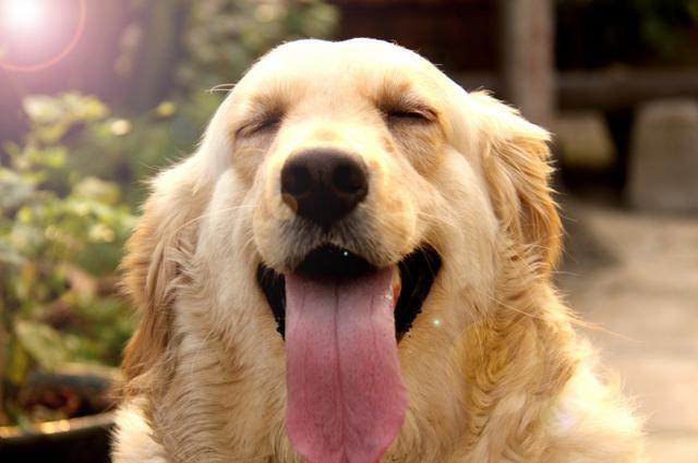 狗和人杂交(怎么验证狗是不是杂交的) - 警犬训练器材厂家 _警犬训练用品_工作犬训练用品-南京开久警犬装备-警犬训练器材厂家 _警犬训练用品_工作犬训练用品-南京开久警犬装备