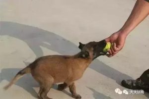 马犬训练马犬训练 ***-警犬训练器材厂家 _警犬训练用品_工作犬训练用品-南京开久警犬装备