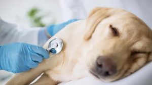 狗拉稀带血怎么回事(小狗拉稀带血怎么治疗)-警犬训练器材厂家 _警犬训练用品_工作犬训练用品-南京开久警犬装备