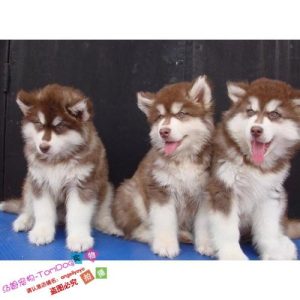 阿拉斯加犬多少钱一只(阿拉斯加犬好养吗?优缺点有哪些)-警犬训练器材厂家 _警犬训练用品_工作犬训练用品-南京开久警犬装备