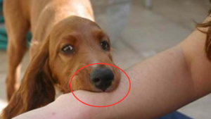 狗狗咬了出血了怎么办(狗狗咬了出血了怎么办伤口不大)-警犬训练器材厂家 _警犬训练用品_工作犬训练用品-南京开久警犬装备