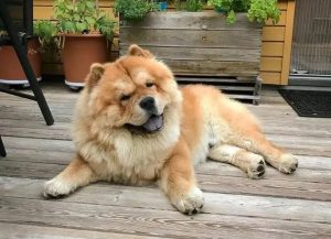 松狮犬价格(松狮犬的价格大概在多少钱)-警犬训练器材厂家 _警犬训练用品_工作犬训练用品-南京开久警犬装备