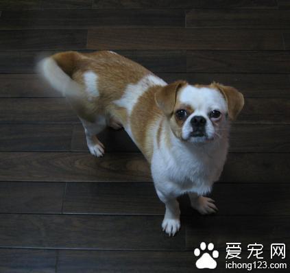 狗儿热怎么办？狗儿挑食怎么办 - 警犬训练器材厂家 _警犬训练用品_工作犬训练用品-南京开久警犬装备-警犬训练器材厂家 _警犬训练用品_工作犬训练用品-南京开久警犬装备