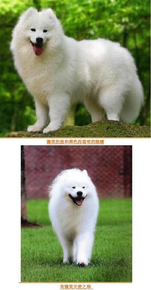 狗狗品种分类大全(小型狗狗品种大全及 *** ) - 警犬训练器材厂家 _警犬训练用品_工作犬训练用品-南京开久警犬装备-警犬训练器材厂家 _警犬训练用品_工作犬训练用品-南京开久警犬装备