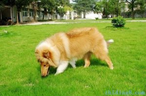 苏格兰牧羊犬怎么看纯不纯如何挑选纯种苏牧-警犬训练器材厂家 _警犬训练用品_工作犬训练用品-南京开久警犬装备