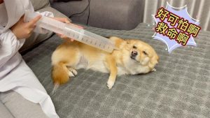 狗狗打针当天注意什么意思？狗狗打针需要注意什么-警犬训练器材厂家 _警犬训练用品_工作犬训练用品-南京开久警犬装备