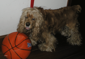 可卡犬的优点和缺点  美国可卡犬缺点-警犬训练器材厂家 _警犬训练用品_工作犬训练用品-南京开久警犬装备