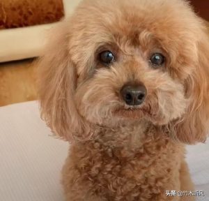 怎么教狗狗大小便(怎么教狗狗大小便定点)-警犬训练器材厂家 _警犬训练用品_工作犬训练用品-南京开久警犬装备