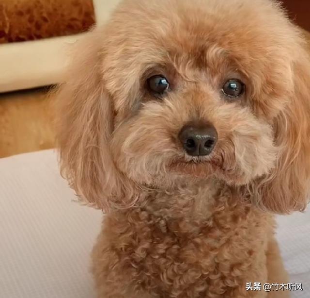 怎么教狗狗大小便(怎么教狗狗大小便定点) - 警犬训练器材厂家 _警犬训练用品_工作犬训练用品-南京开久警犬装备-警犬训练器材厂家 _警犬训练用品_工作犬训练用品-南京开久警犬装备