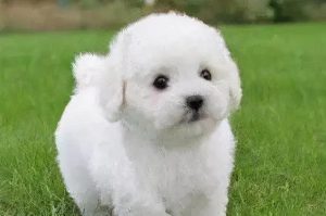 卷毛比雄犬多少钱一只(卷毛比熊犬多少钱一只)-警犬训练器材厂家 _警犬训练用品_工作犬训练用品-南京开久警犬装备