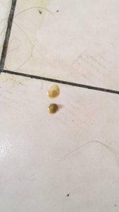 狗狗频繁拉稀怎么办(狗狗频繁拉稀但是精神很好)-警犬训练器材厂家 _警犬训练用品_工作犬训练用品-南京开久警犬装备