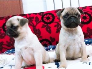 巴哥犬的价格是多少巴哥犬的价格-警犬训练器材厂家 _警犬训练用品_工作犬训练用品-南京开久警犬装备