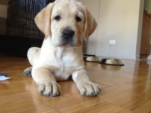 拉布拉多幼犬怎么鉴别(如何鉴别拉布拉多幼犬的真假)-警犬训练器材厂家 _警犬训练用品_工作犬训练用品-南京开久警犬装备