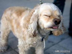 狗狗流鼻涕打喷嚏是怎么回事(狗狗流鼻涕打喷嚏咳嗽怎么回事)-警犬训练器材厂家 _警犬训练用品_工作犬训练用品-南京开久警犬装备