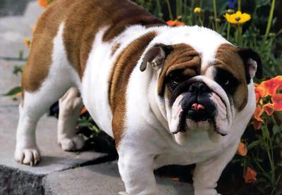 马犬胡子白怎么回事 - 警犬训练器材厂家 _警犬训练用品_工作犬训练用品-南京开久警犬装备-警犬训练器材厂家 _警犬训练用品_工作犬训练用品-南京开久警犬装备