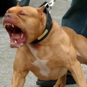 比特犬和藏獒哪个厉害？斗狗比特犬-警犬训练器材厂家 _警犬训练用品_工作犬训练用品-南京开久警犬装备