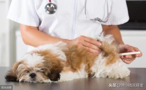 犬瘟热临床症状(犬瘟热临床症状是什么)-警犬训练器材厂家 _警犬训练用品_工作犬训练用品-南京开久警犬装备