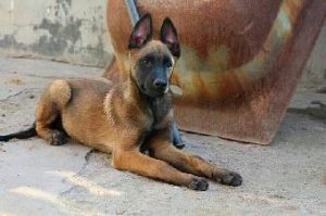 中国马犬价格(马犬配种价格)-警犬训练器材厂家 _警犬训练用品_工作犬训练用品-南京开久警犬装备